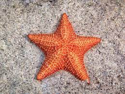 Starfish