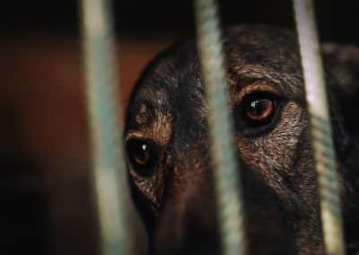 Domestic Abuse & Pets