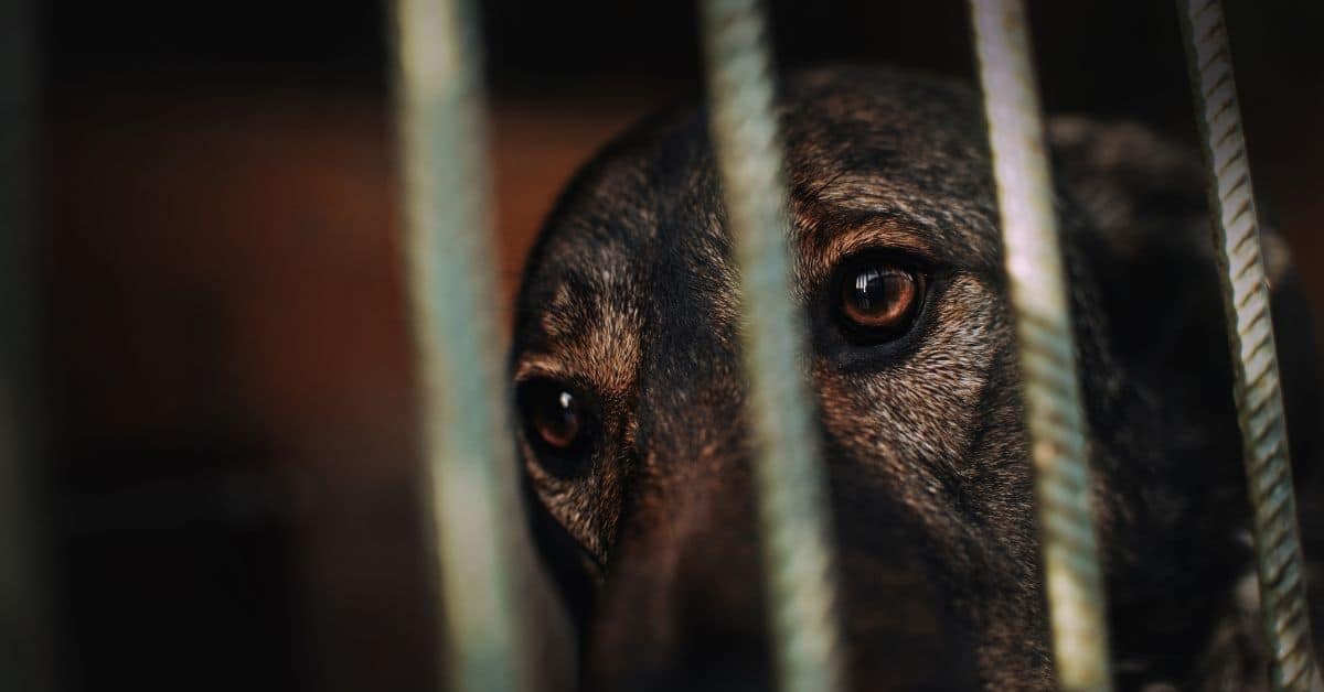 Domestic Abuse & Pets